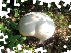 White, fuzz-ball, Giant, Mushrooms