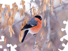 Bird, Twigs, leaves, Gil