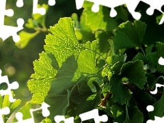 Ginkgo Japanese, Leaf