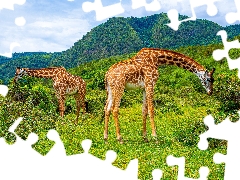 Two, Mountains, VEGETATION, giraffe