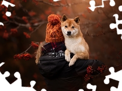 dog, girl, Hat, Shiba inu