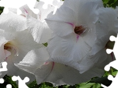 White, Gladiola