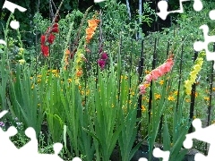 Garden, Different colored, gladioli