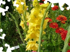 gladioli