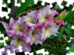 Flowers, gladiolus