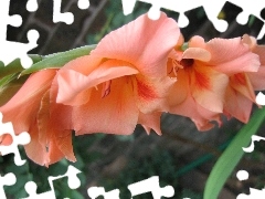 peach, gladiolus