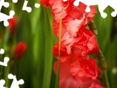 Red, gladiolus