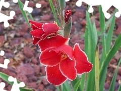 Red, gladiolus