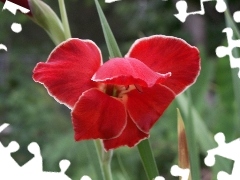 Red, gladiolus