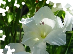 White, gladiolus