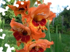 gladiolus, orange, Yellow