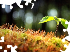 glamour, Close, Moss, drops, plant