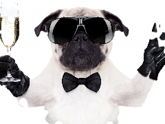 Glasses, dog, wine glass, Champagne, glove, pug