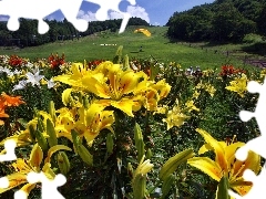 gliders, lilies, Meadow