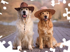 Hat, Pavement, Dogs, Golden Retriever, Two cars