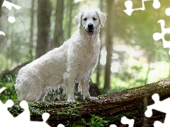 White, Golden Retriever, trunk, dog