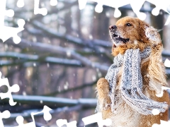 Scarf, dog, Golden Retriever