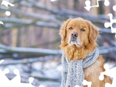 Golden Retriever, Scarf