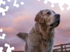 Golden Retriever, Sky