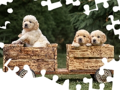 wooden, vehicle, puppies, Golden Retriever, Three