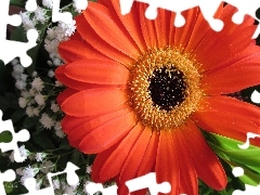 Gerbera, Goose