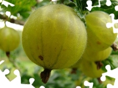 gooseberry, Fruits, ripe