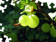 gooseberry