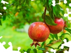 Garden, Fruits, Granatu, trees