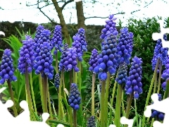 Armenian grape hyacinth