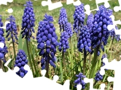 Armenian grape hyacinth