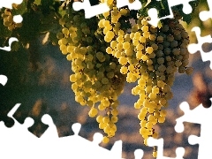 Grapes