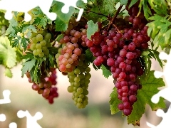 grapes, Mature, bunches