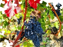 summer, Black, Grapes, grape-vine