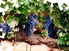 Mature, Grapes