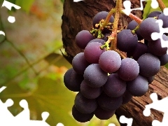 spray, grapes