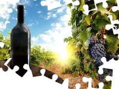 Grapes, Bottle, Wines