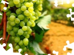 Grapes