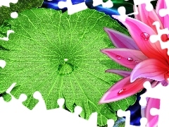 Lily, Leaf, graphics, green ones