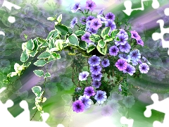 graphics, Flowers, petunias