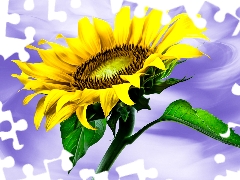 purple background, Sunflower, graphics