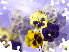 pansies, graphics, Violet, Yellow, Flowers