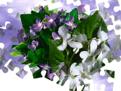 graphics, Flowers, Violets