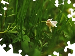 anemone, Colourfull Flowers, grass, White