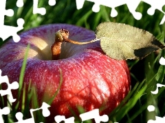 grass, Red, apple