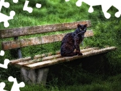 grass, cat, Bench