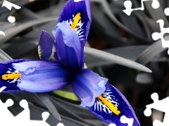 blue, Gray, grass, iris