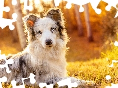 dog, forest, grass, Border Collie