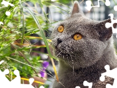 British Shorthair Cat, grass