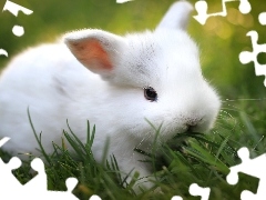 Bunny, grass