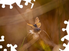 butterfly, stalk, grass, Dusky